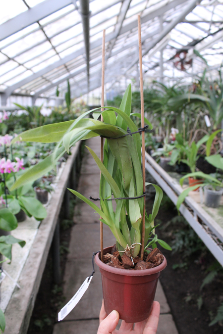 Odontonia Papageno 'Mi Amour'.jpg