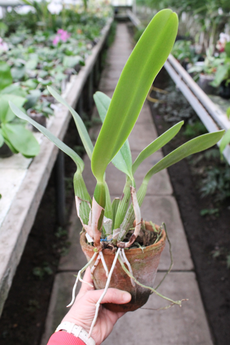 Cattleya labiata rubra 'Schuller' x Cattleya labiata rubra 'Deize'.jpg