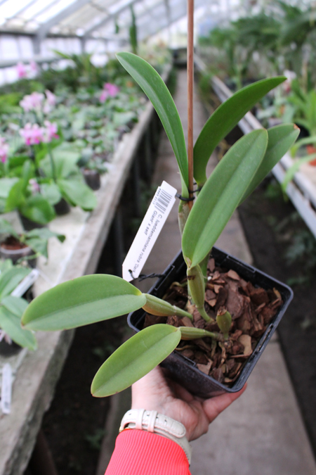 Cattleya lueddemanniana rubra 'Dark Giant' x self.jpg