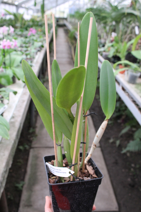 Cattleya lueddemanniana coerulea 'Monte Verde' x Cattleya lueddemanniana coerulea 'Mar azul'.jpg