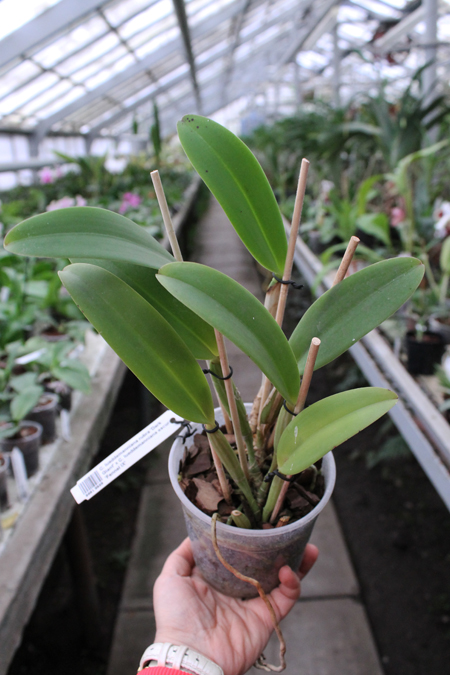Cattleya lueddemanniana rubra 'Dark Giant' x Cattleya lueddemanniana escura 'Fennel IX'.jpg