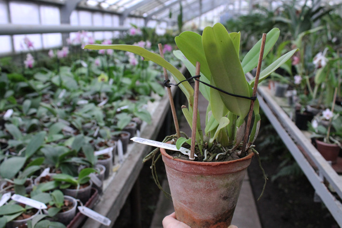 Cattleya labiata 'Labelo Grande' x Cattleya labiata 'Feliz Pascoa'.jpg