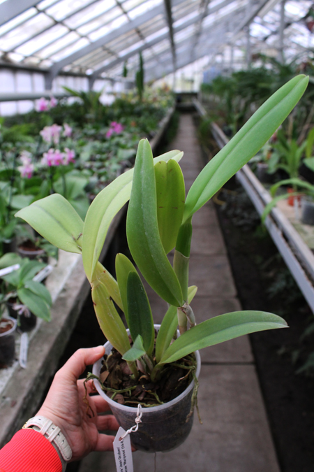 Cattleya trianae escura 'Jean Groben' (11-8) x Cattleya trianae 'Mariposa'.jpg