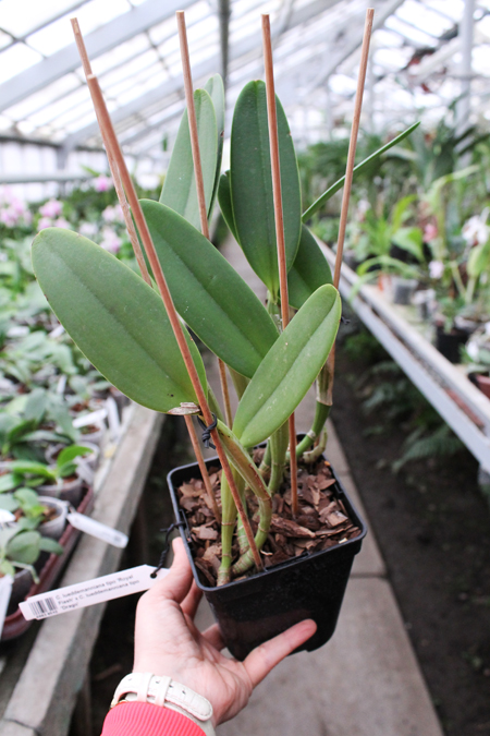 Cattleya lueddemanniana tipo 'Royal Flash' x Cattleya lueddemanniana tipo 'Drago'.jpg
