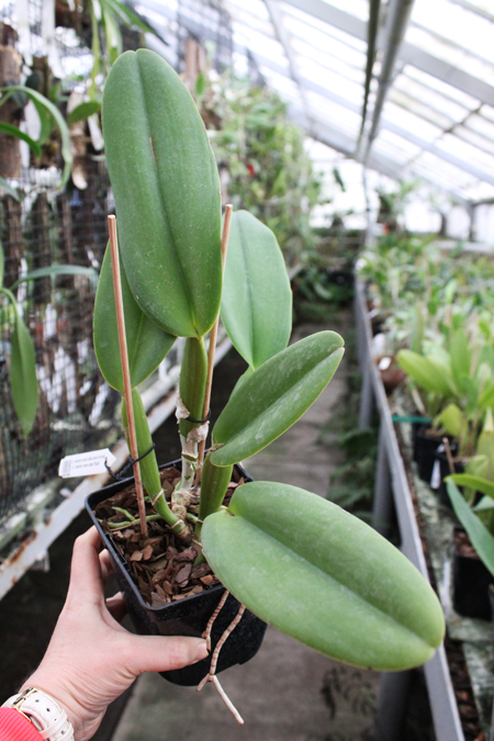 Cattleya warneri semi alba (boa forma) x Cattleya warneri semi alba 'Rubi'.jpg