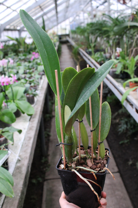 Cattleya trianae 'Junio' (12-8) x Cattleya trianae 'Sangre de Toro II' (25-8).jpg