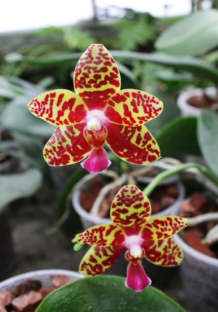 Phalaenopsis Sogo Pony 'YS' (Ching Her Buddha x Sogo Kaiulani).jpg