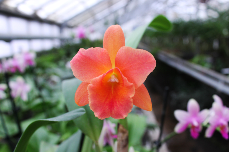 Cattlianthe Sunrise Doll 'AV'.jpg