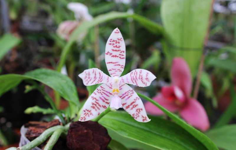 Phalaenopsis hieroglyphica.jpg