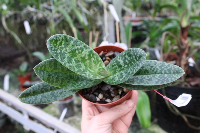 Paphiopedilum venustum alba.jpg