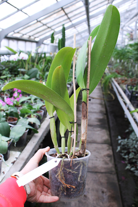 Cattleya warscewiczii tipo 'Hector' x SELF.jpg