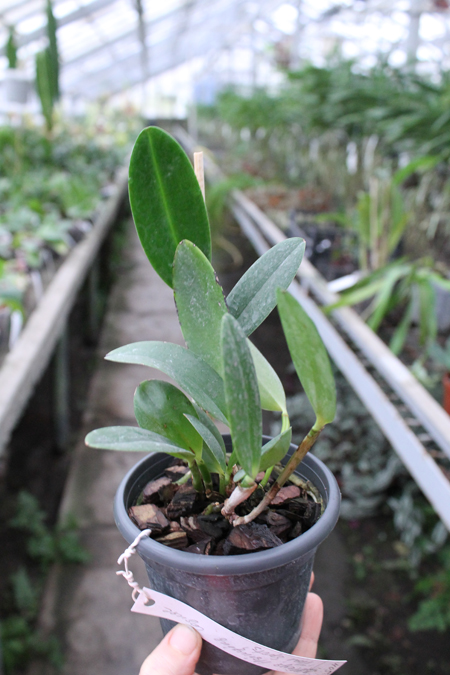 Cattleya Hsinying Cognac 'Thai Spots'.jpg