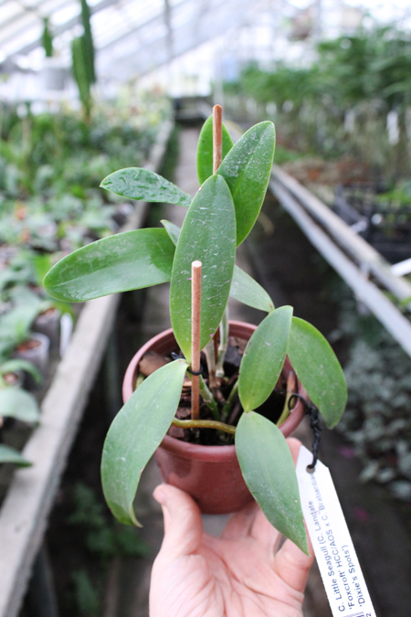 Cattleya Little Seagull.jpg