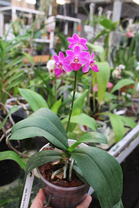 Phalaenopsis Liu's Berry 'SW'.jpg