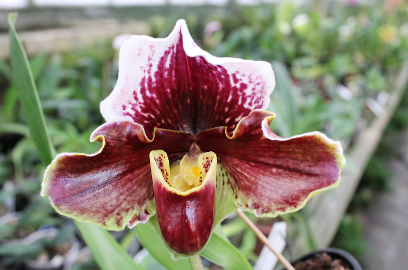 Paphiopedilum New Generation x Maniac.jpg