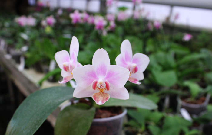 Phalaenopsis Yaphon Glad Canary.jpg