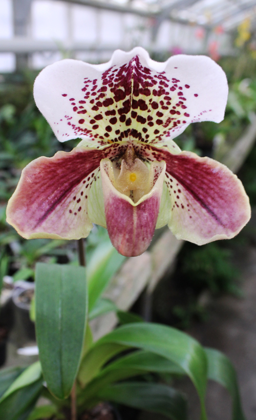 Paphiopedilum Velvet Spot x Lancer.jpg