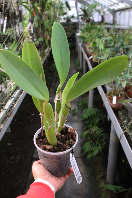 Cattleya warneri integra 'Evandro Perini' x Cattleya warneri inegra-orlata-pincelada 'Leonor'.jpg