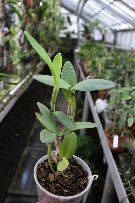 Cattleya intermedia aquini alba 'Neve' x Cattleya intermedia aquini alba 'Sublime'.jpg