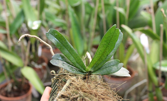 Aerangis mystacidii.jpg