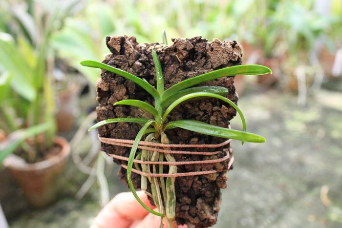 Christensonia vietnamica.jpg