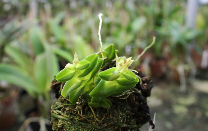 Epidendrum Gonzalez Tamayoi.jpg