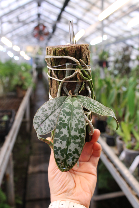 Phalaenopsis schilleriana.jpg