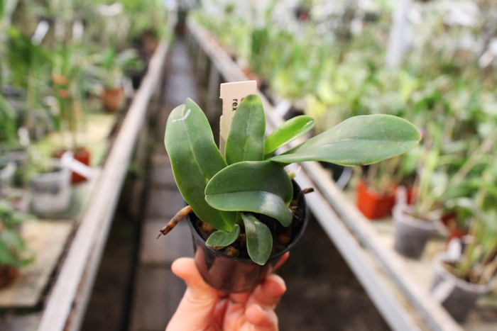 Cattleya rex '1372'.jpg