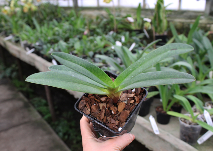 Paphiopedilum Dollgoldi (armeniacum x rothschildianum).jpg