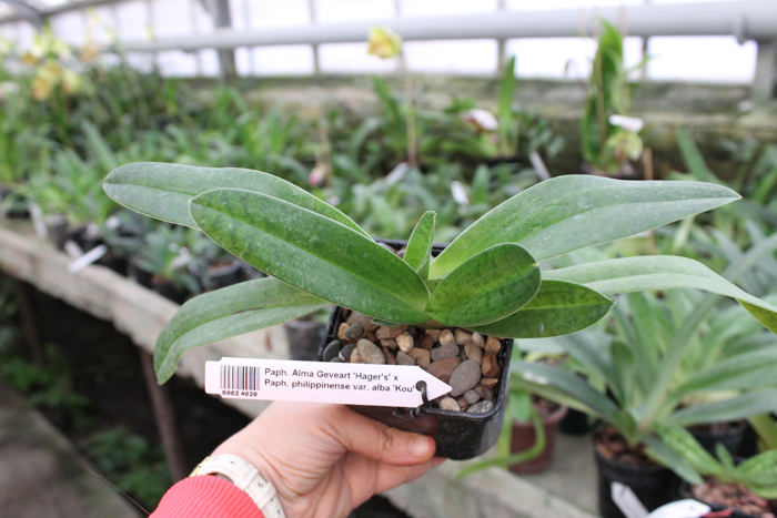 Paphiopedilum Alma Geveart 'Hager's' x Paphiopedilum philippinense var alba 'Kou'.jpg