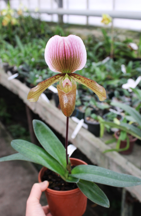 Paphiopedilum Ruby Leopard Vini x charlesworthii.jpg