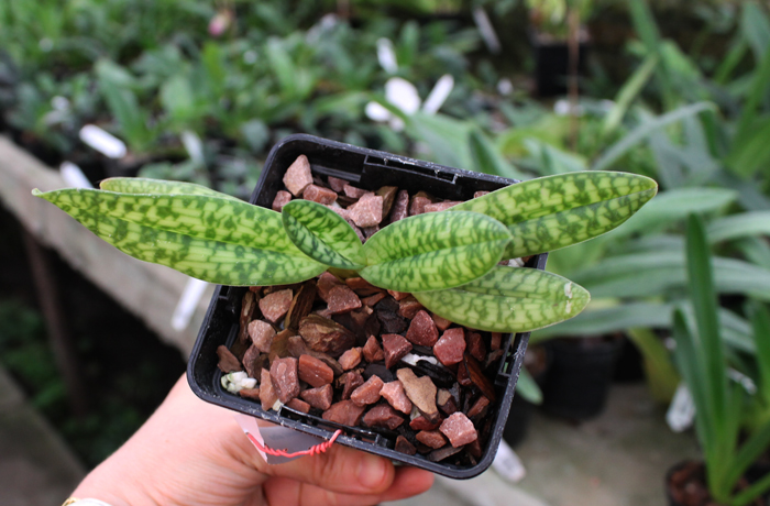 Paphiopedilum delenatii alba.jpg