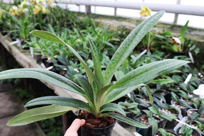 Paphiopedilum sukhakulii x kolopakingii.jpg