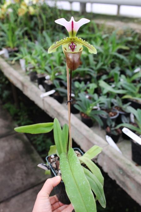 Paphiopedilum spicerianum.jpg
