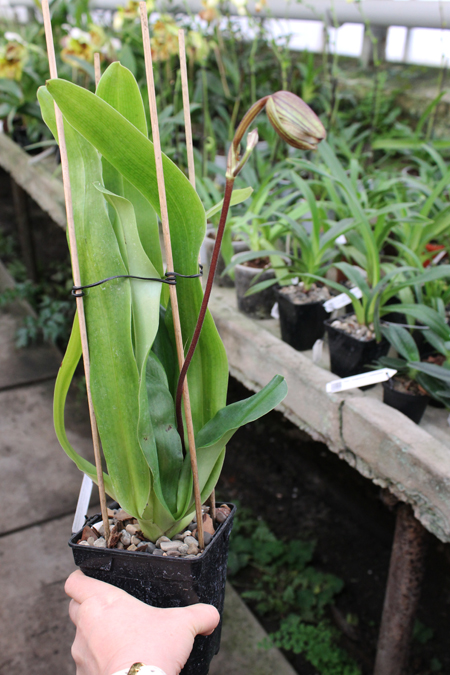 Paphiopedilum In-Charm Lady.jpg