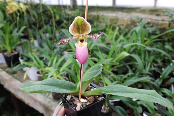 Paphiopedilum glaucophyllum.jpg