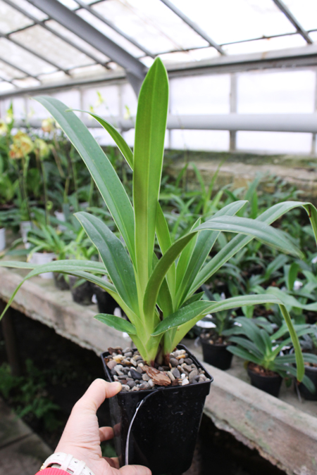 Phragmipedium Inca Fire (Andean Fire x besseae).jpg