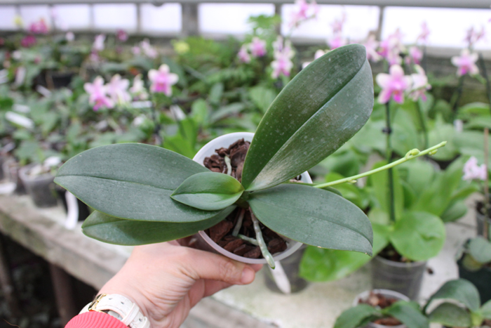 Phalaenopsis Mini Mark.jpg