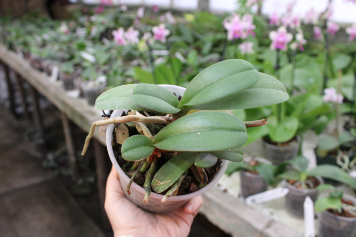 Doritaenopsis Lius Sakura.jpg