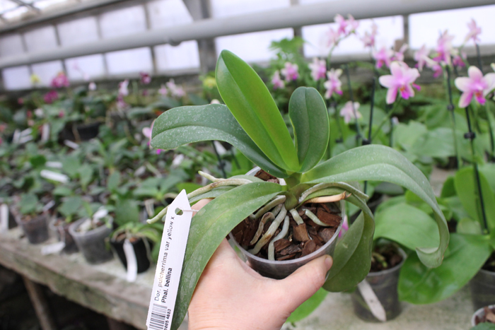 Doritis pulcherrima var yellow x Phalaenopsis bellina.jpg