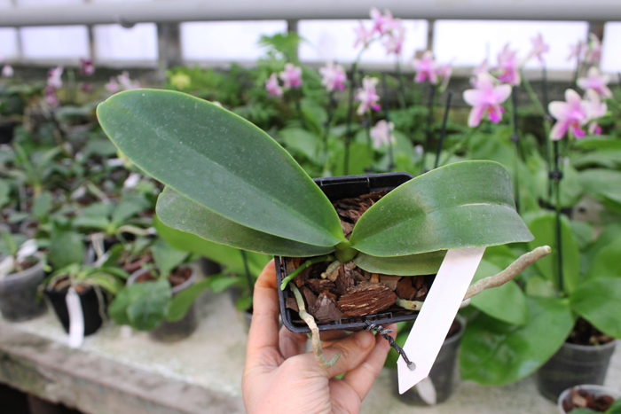 Phalaenopsis Natasha 'Aiko'.jpg