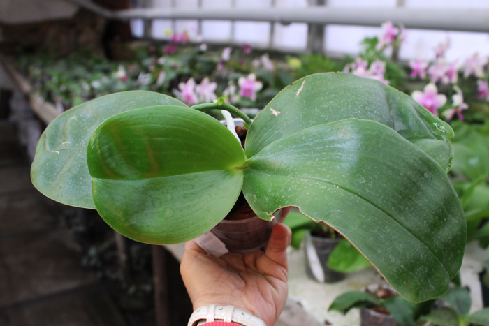 Phalaenopsis bellina 'Ponkan'.jpg