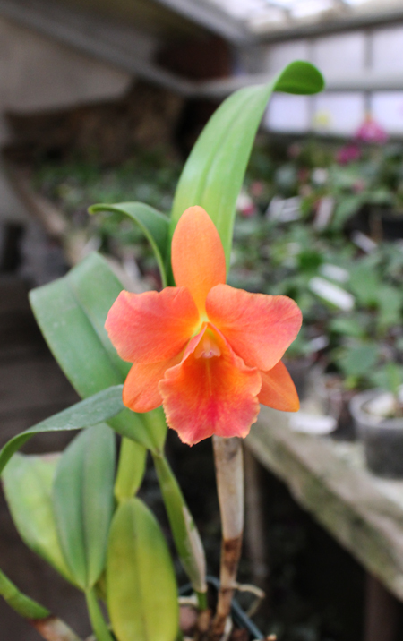 Cattlianthe Sunrise Doll 'AV'.jpg