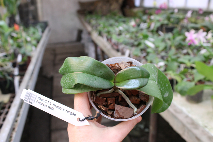 Phalaenopsis CTL Beauty x Yungho Princess Gelb.jpg