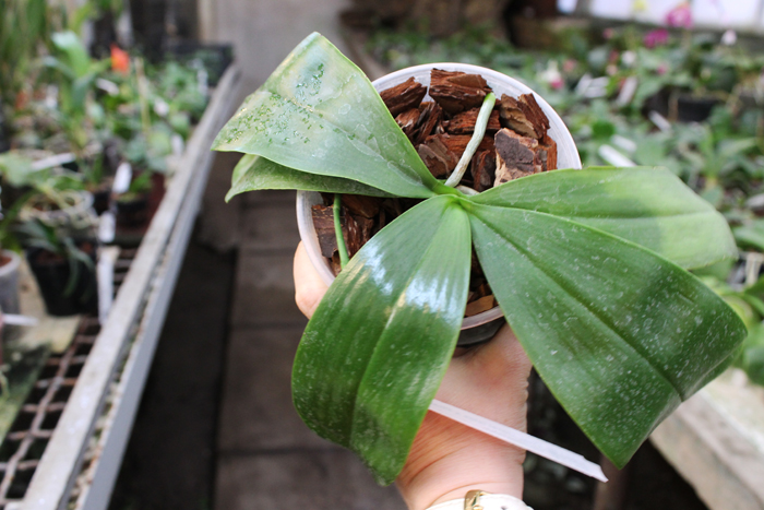 Phalaenopsis Coral Isles x Phalaenopsis corningiana.jpg