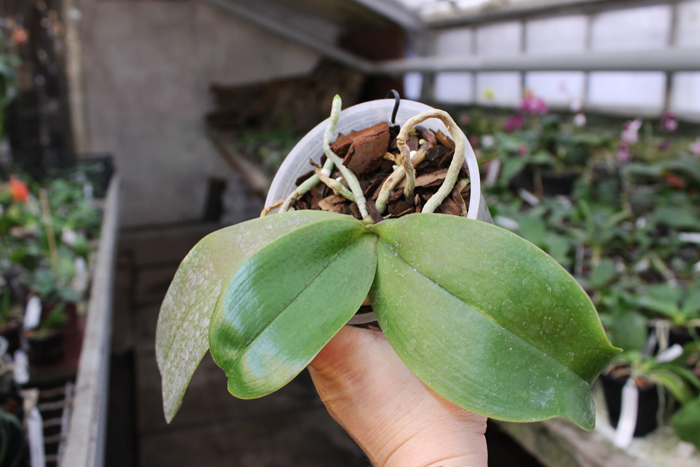 Phalaenopsis Ho's Lovely Amethyst.jpg