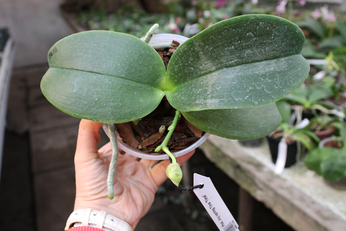 Phalaenopsis Joy spring Tina 'Tina'.jpg