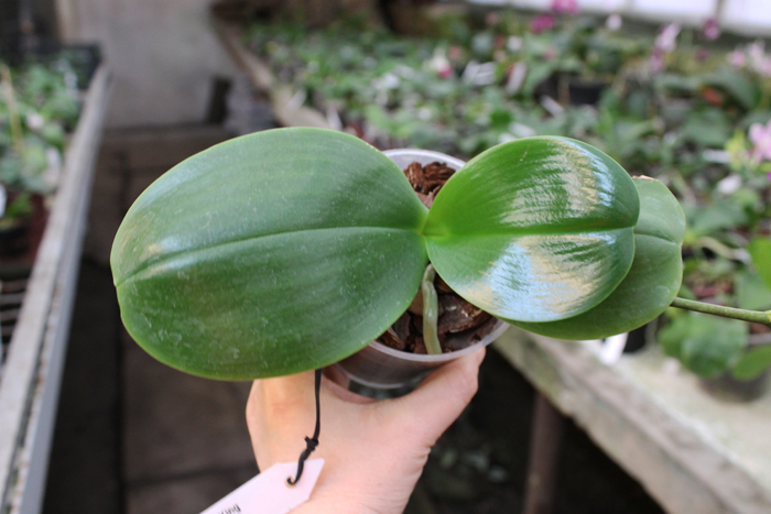 Phalaenopsis Mituo Sun King.jpg