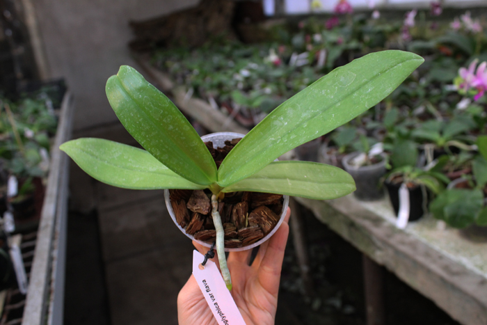 Phalaenopsis hieroglyphica var flava.jpg