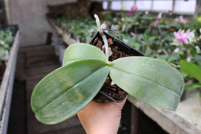 Phalaenopsis gigantea.jpg